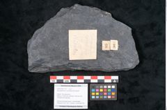 Foto (Objekt + Etikett) von Syringodendron cyclostigma Brongniart (NHMW-GEO-2024-0188-11107)